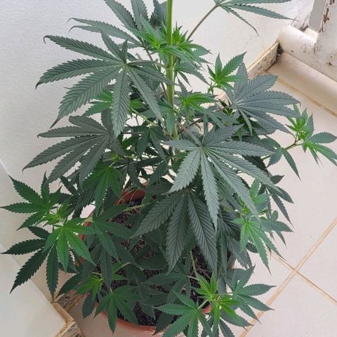 Northern lights growlog timeline photo