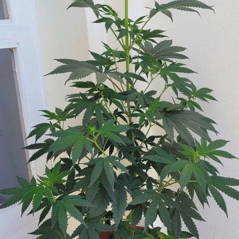 Northern lights growlog timeline photo