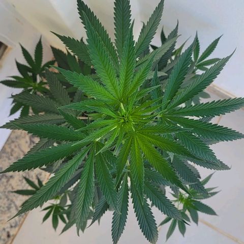 Northern lights growlog timeline photo