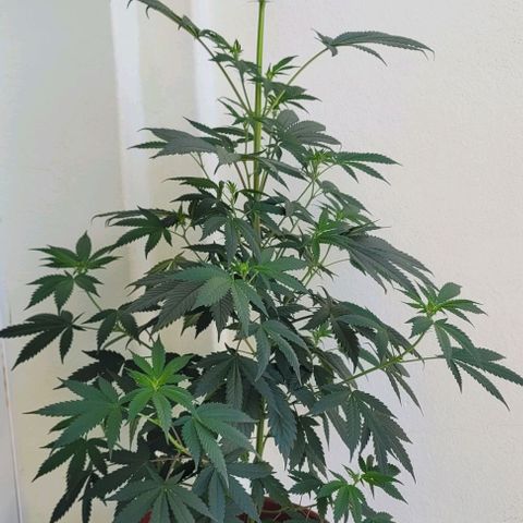Northern lights growlog timeline photo
