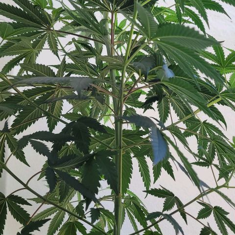 Northern lights growlog timeline photo