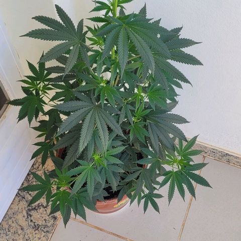 Northern lights growlog timeline photo