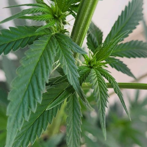 Northern lights growlog timeline photo