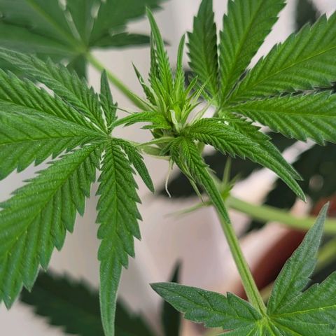 Northern lights growlog timeline photo