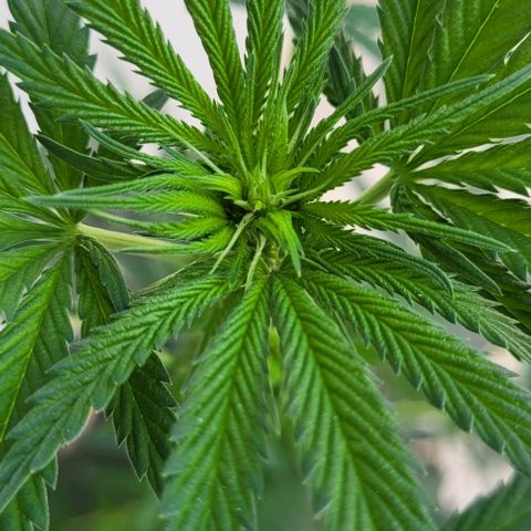 Northern lights growlog timeline photo