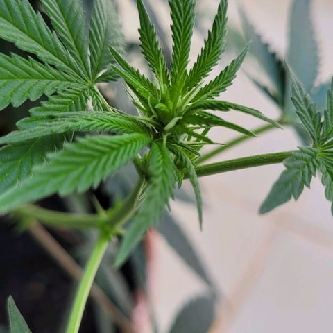 Northern lights growlog timeline photo