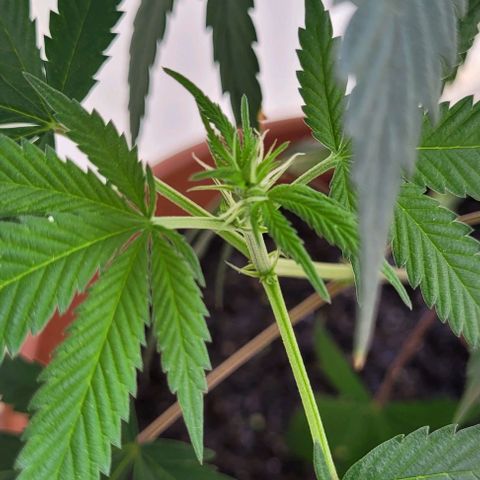 Northern lights growlog timeline photo