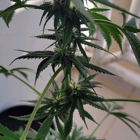 Northern lights growlog timeline photo