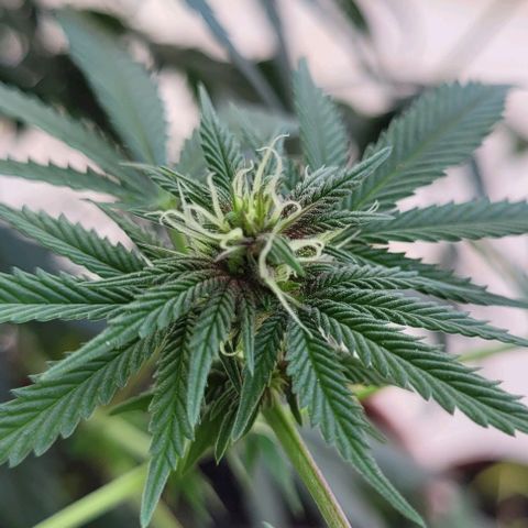 Northern lights growlog timeline photo