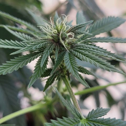 Northern lights growlog timeline photo