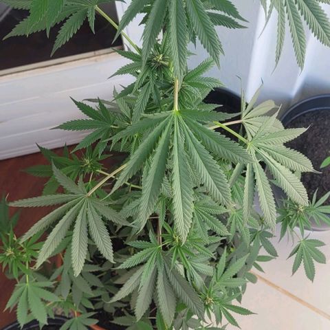 Northern lights growlog timeline photo