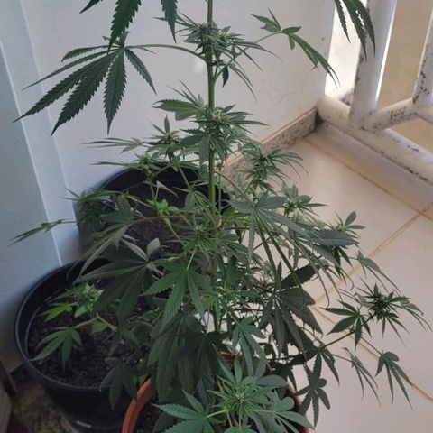 Northern lights growlog timeline photo