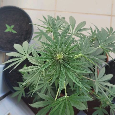 Northern lights growlog timeline photo