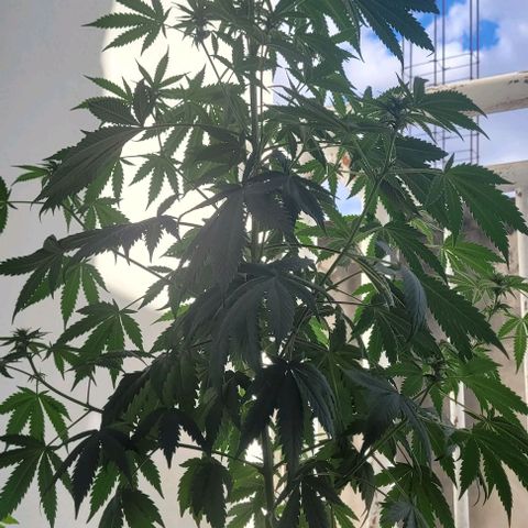 Northern lights growlog timeline photo