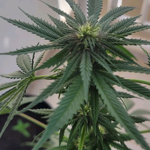 Northern lights growlog timeline photo