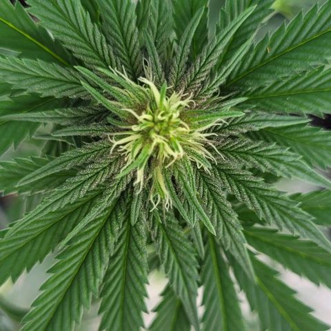 Northern lights growlog timeline photo