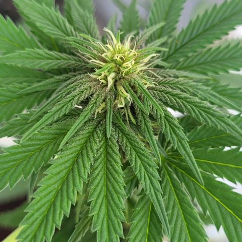 Northern lights growlog timeline photo