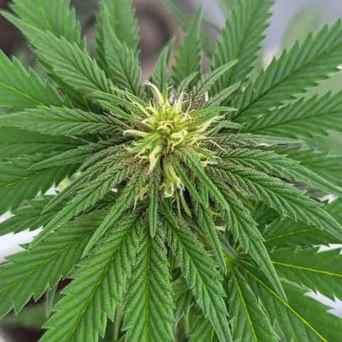 Northern lights growlog timeline photo