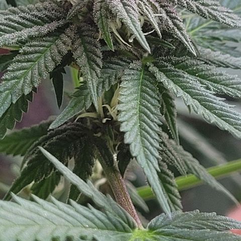 Northern lights growlog timeline photo