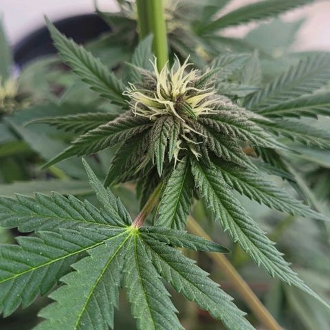 Northern lights growlog timeline photo