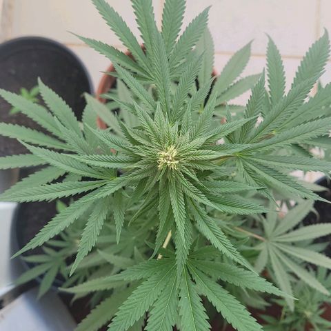 Northern lights growlog timeline photo