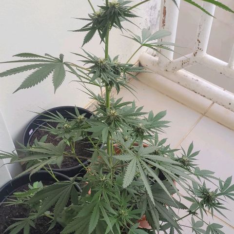 Northern lights growlog timeline photo