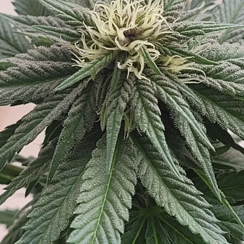 Northern lights growlog timeline photo