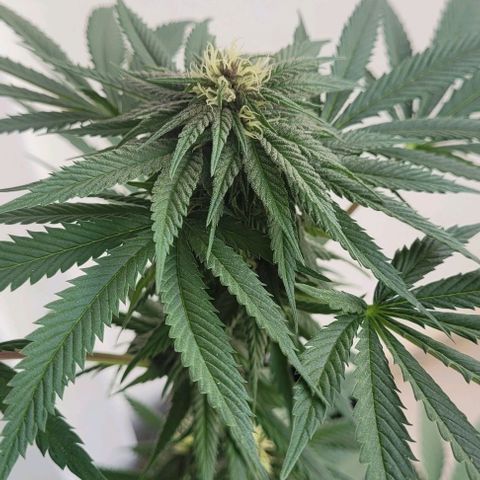Northern lights growlog timeline photo