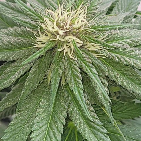 Northern lights growlog timeline photo