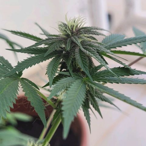 Northern lights growlog timeline photo