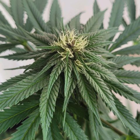 Northern lights growlog timeline photo