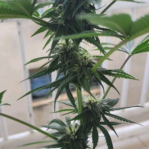 Northern lights growlog timeline photo
