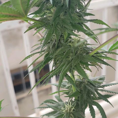 Northern lights growlog timeline photo