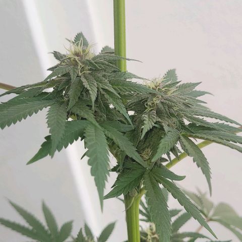 Northern lights growlog timeline photo
