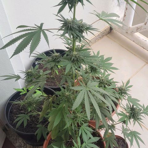 Northern lights growlog timeline photo