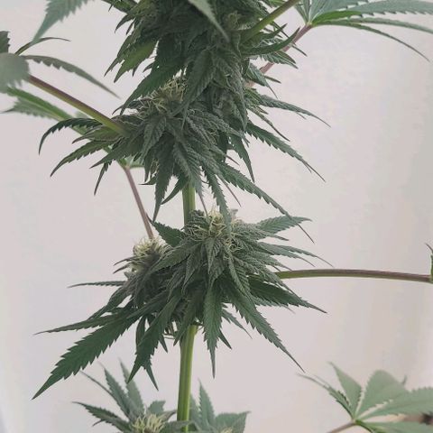 Northern lights growlog timeline photo