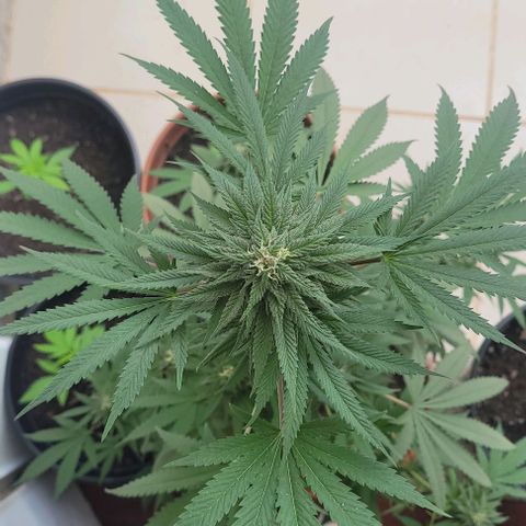 Northern lights growlog timeline photo