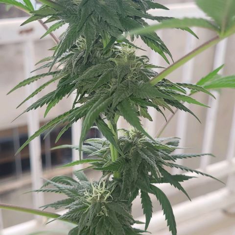 Northern lights growlog timeline photo