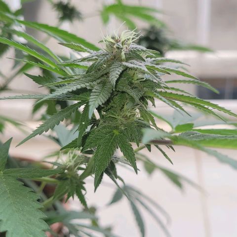 Northern lights growlog timeline photo