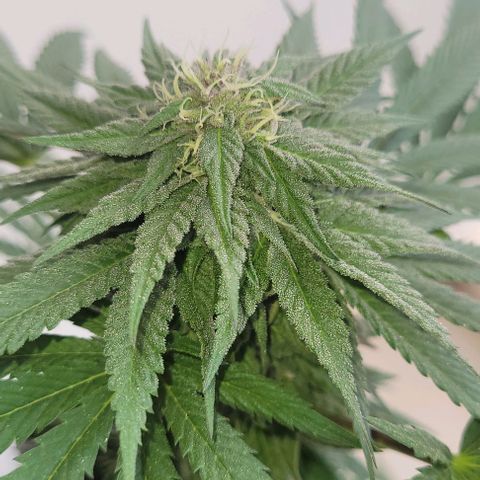 Northern lights growlog timeline photo