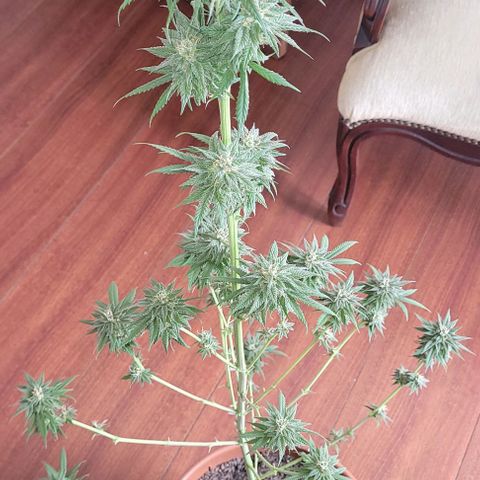 Northern lights growlog photo: Retirada de todas as folhas para inicio de secagem. 