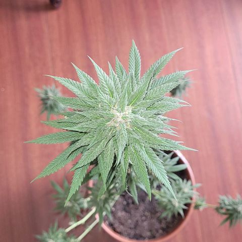 Northern lights growlog photo: Retirada de todas as folhas para inicio de secagem. 