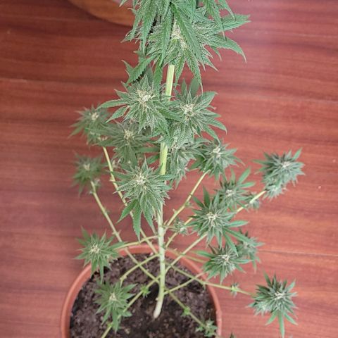 Northern lights growlog photo: Retirada de todas as folhas para inicio de secagem. 