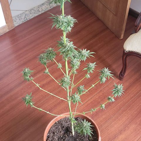 Northern lights growlog photo: Retirada de todas as folhas para inicio de secagem. 