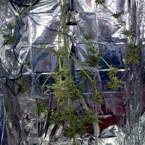 Northern lights growlog timeline photo