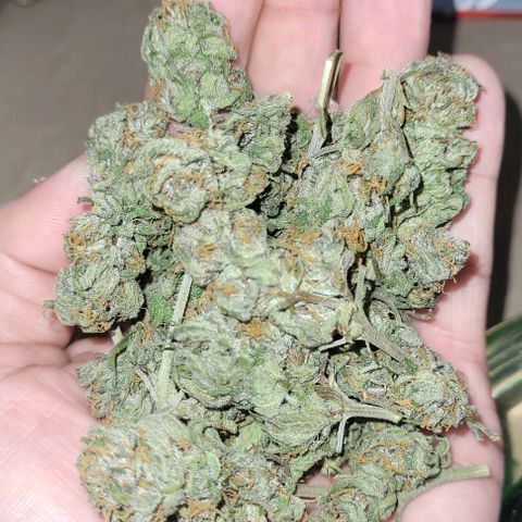 Northern lights growlog timeline photo