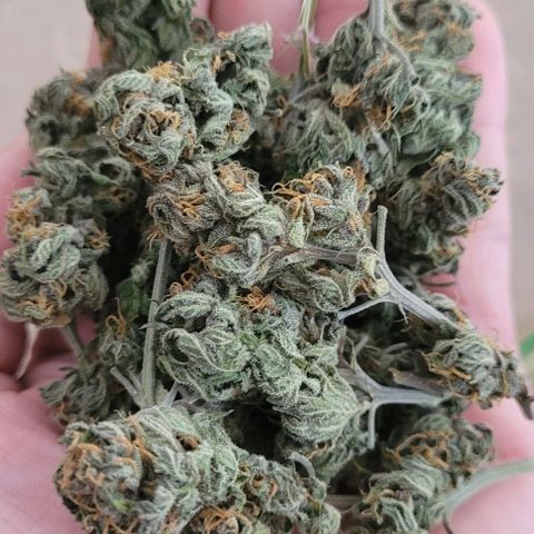 Northern lights growlog timeline photo