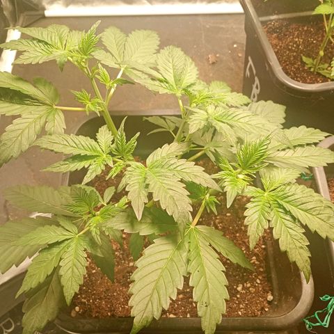 Banana Purple Punch Auto growlog timeline photo