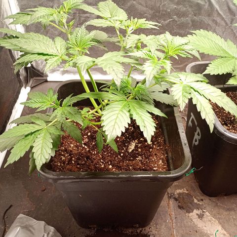 Banana Purple Punch Auto growlog timeline photo