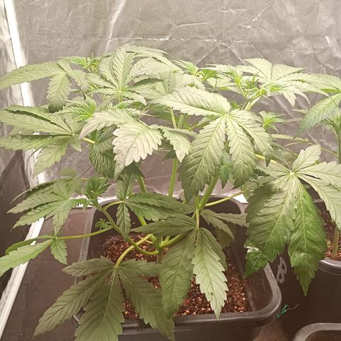 Banana Purple Punch Auto growlog timeline photo
